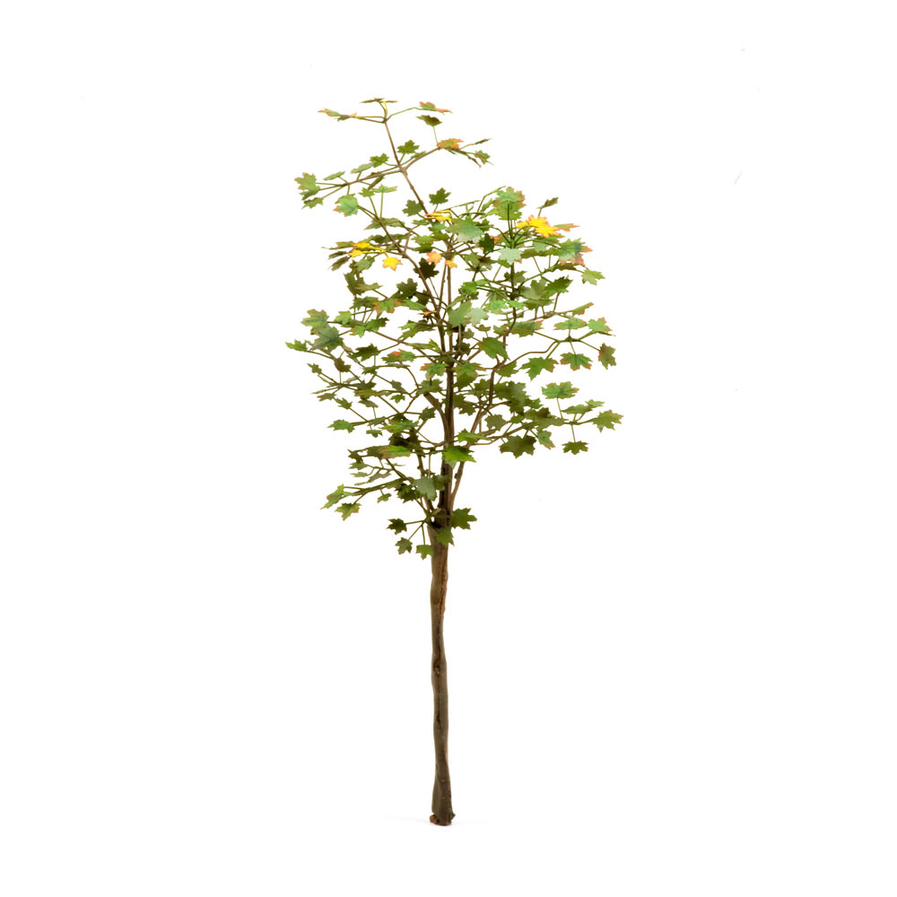 S-113 Клен остролистный, размер М