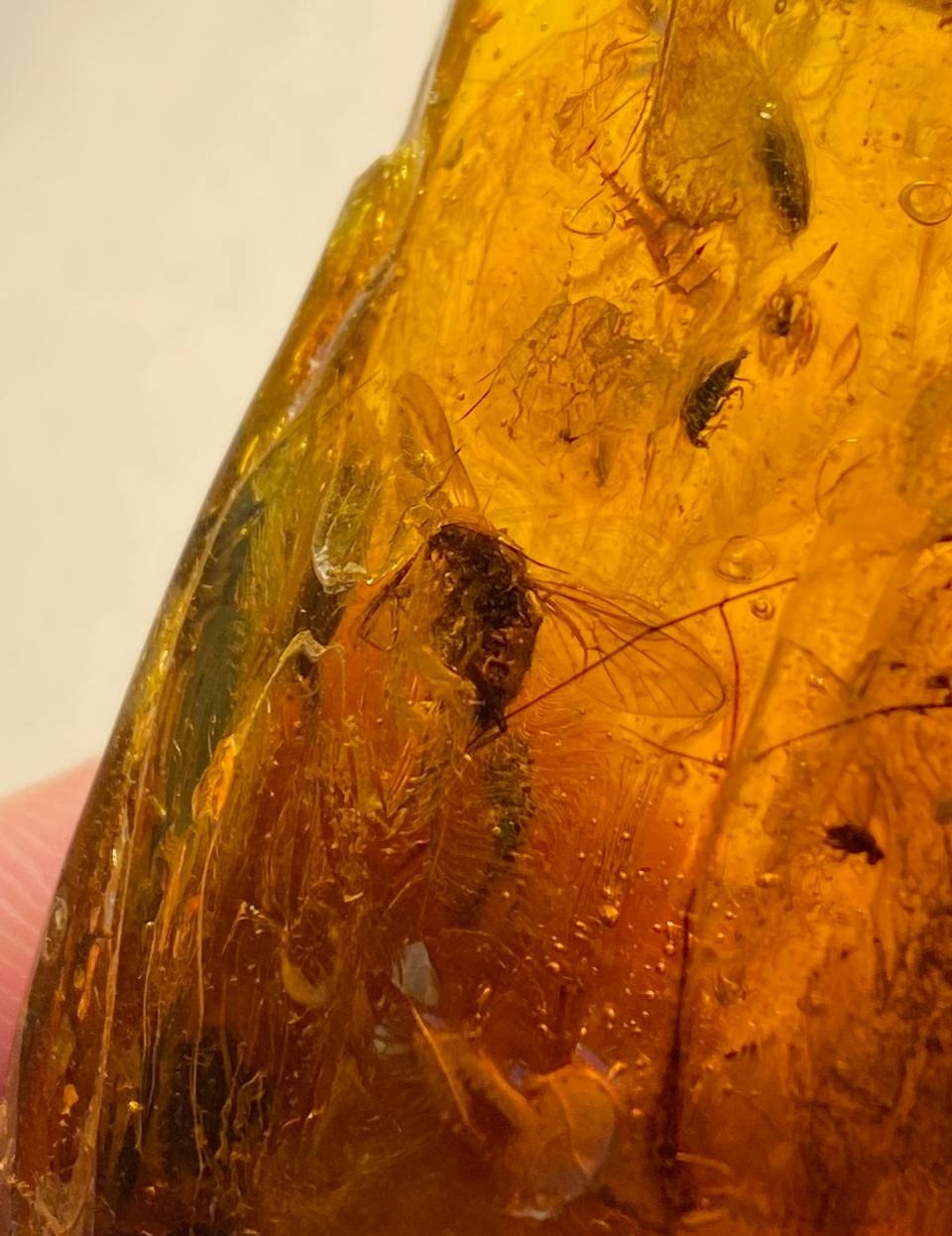 AAM0008 Янтарь с многочисленными инклюзами «Зоопарк». Вес камня 72 грамма!